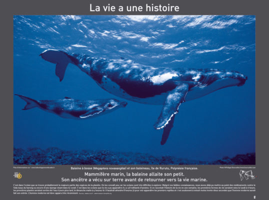 2007 POSTERS ecoles 580X780