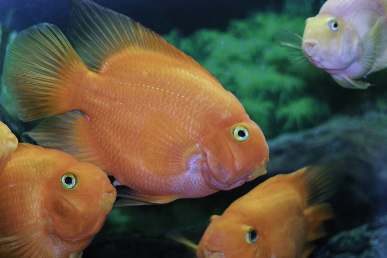 fish-975713_1920