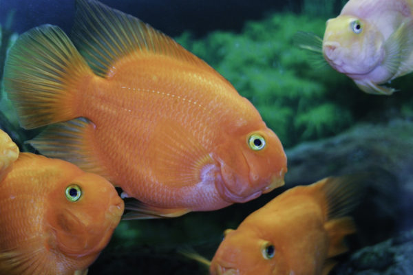 fish-975713_1920